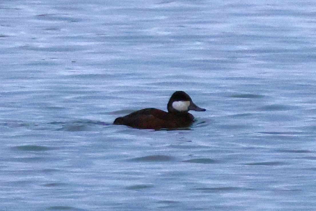 Ruddy Duck - ML617088205