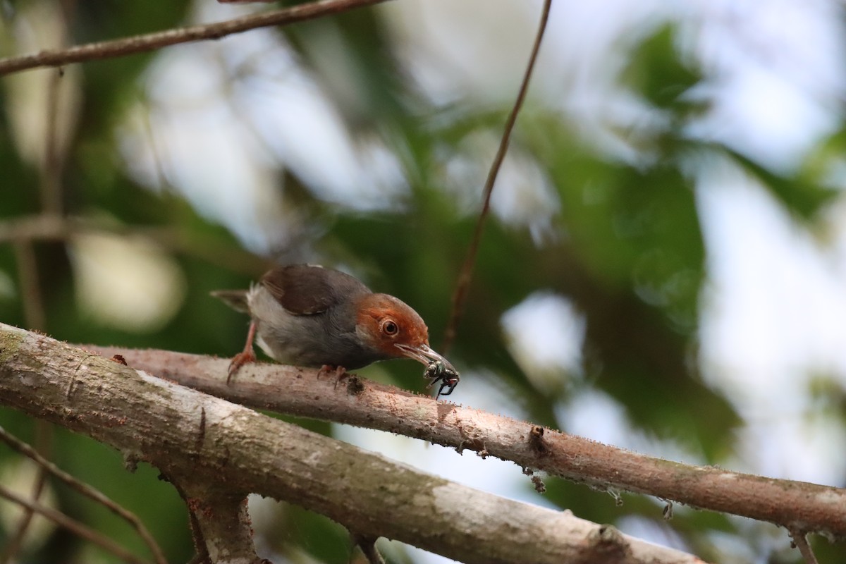 Ashy Tailorbird - ML617088218