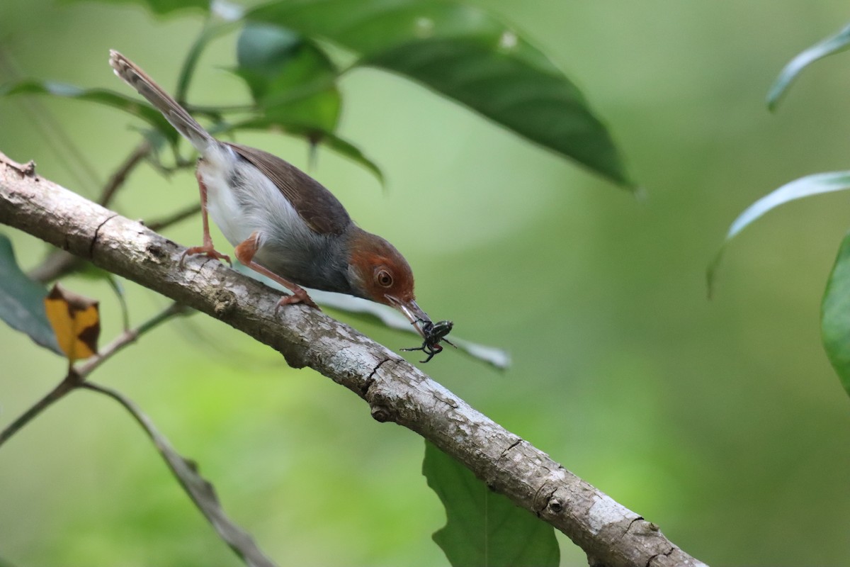 Ashy Tailorbird - ML617088224