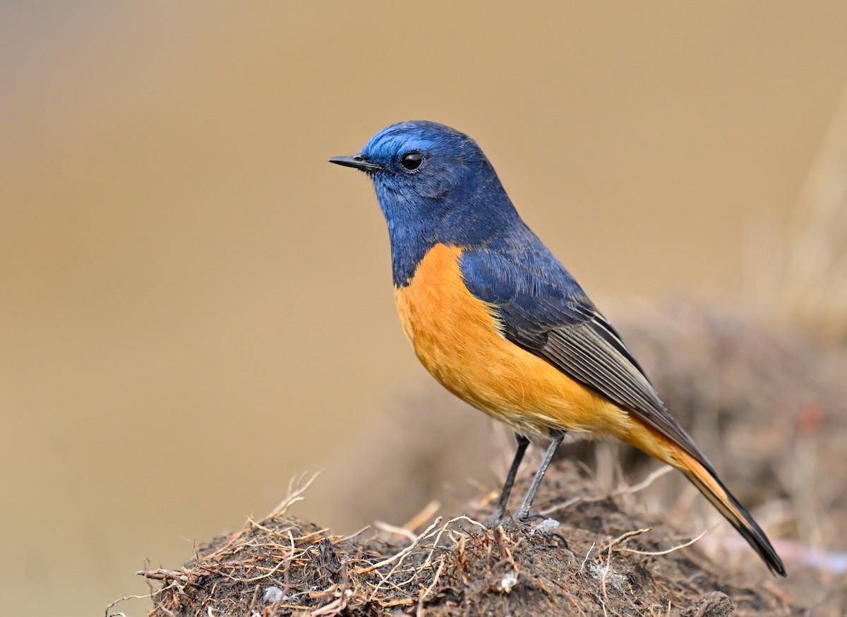 Blue-fronted Redstart - ML617088229