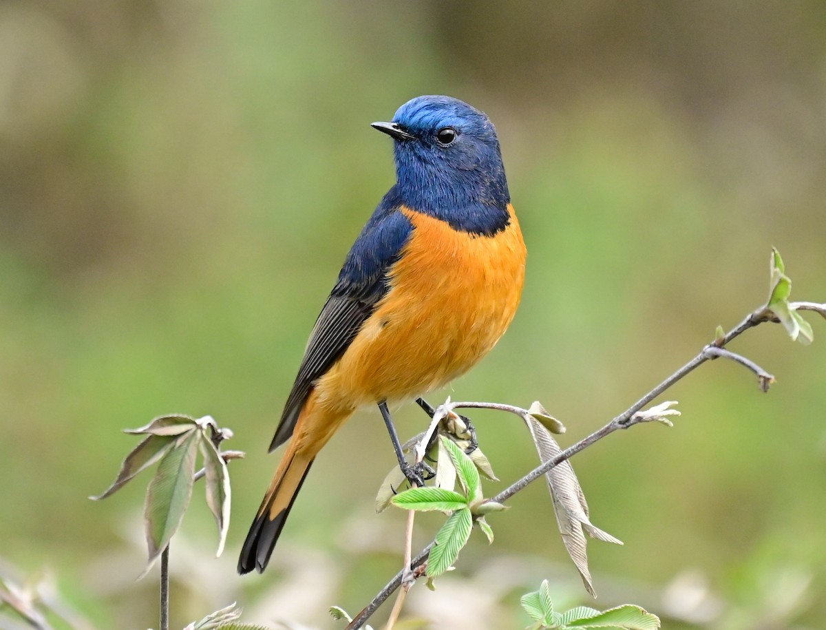 Blue-fronted Redstart - ML617088234