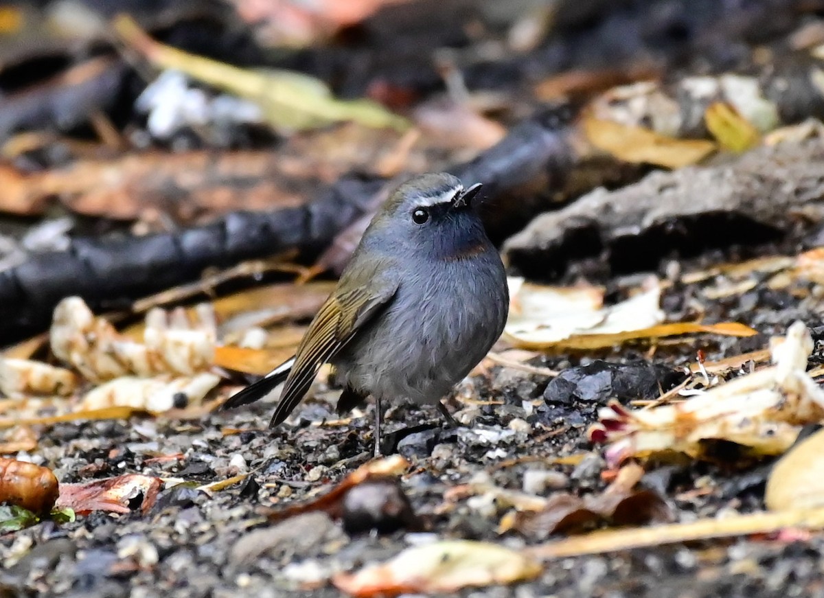 Rufous-gorgeted Flycatcher - Arindam Roy