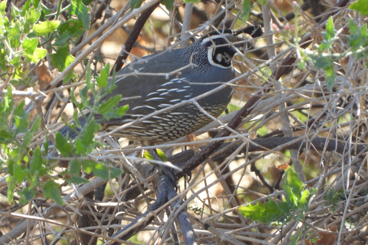 California Quail - ML617088390