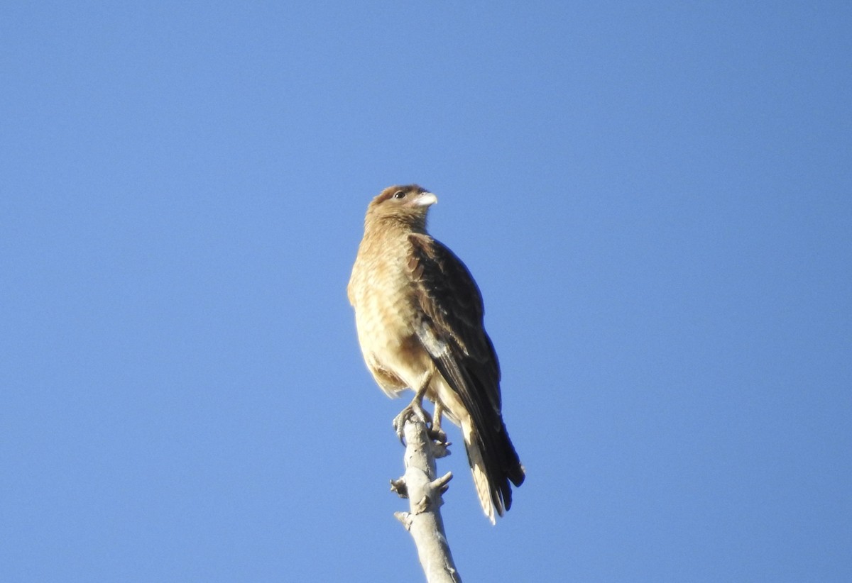 Chimango Caracara - ML617088402