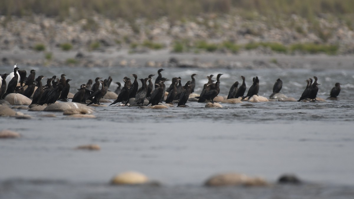 Little Cormorant - Tristan Jobin