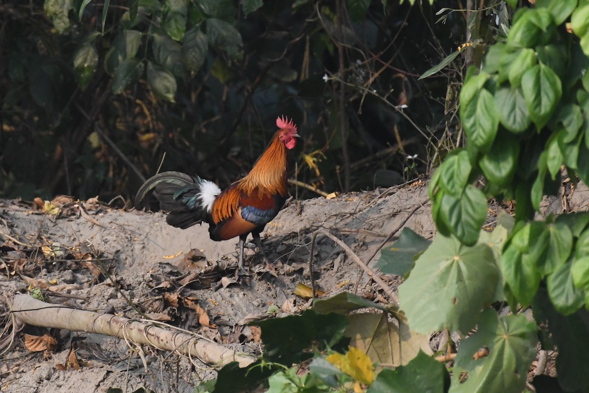 Red Junglefowl - Tristan Jobin