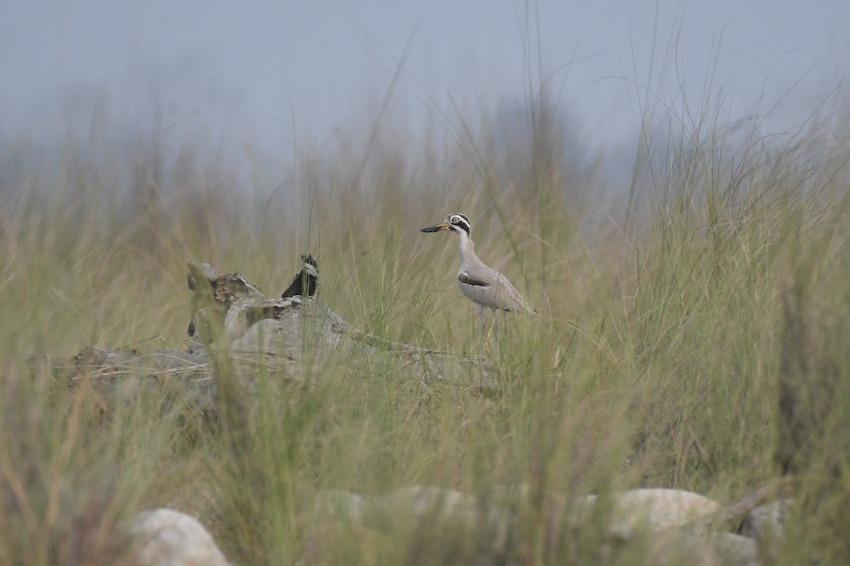 Great Thick-knee - ML617088456