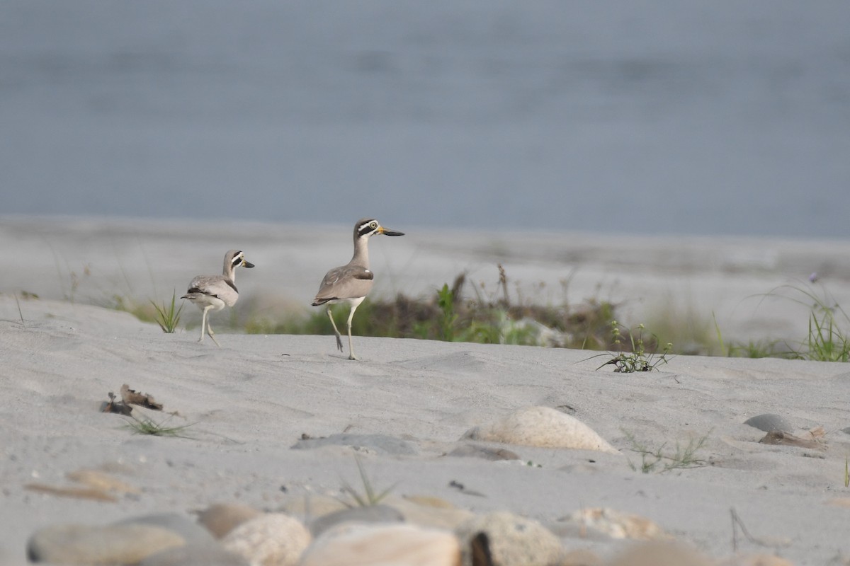 Great Thick-knee - ML617088458