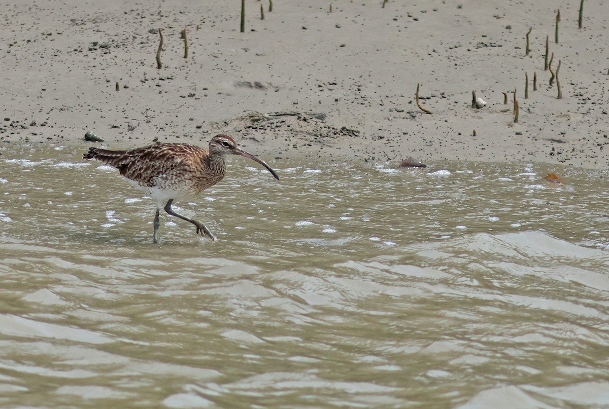 Whimbrel - ML617088484