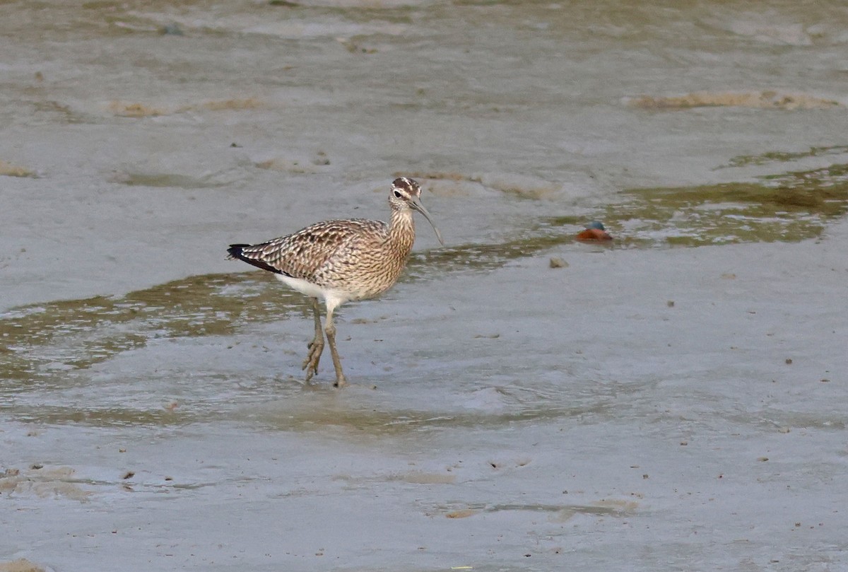 Whimbrel - ML617088487