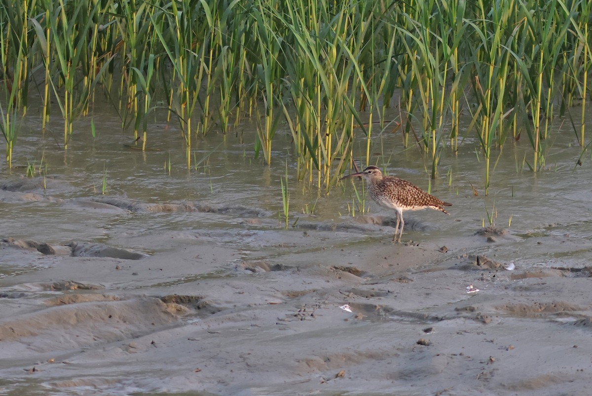 Whimbrel - ML617088489