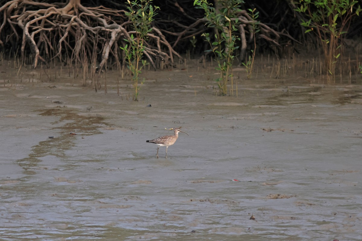 Whimbrel - ML617088490