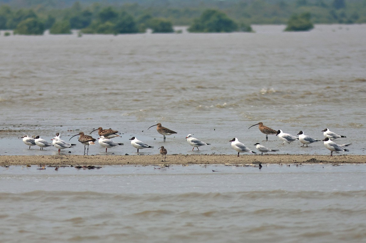 Eurasian Curlew - ML617088510