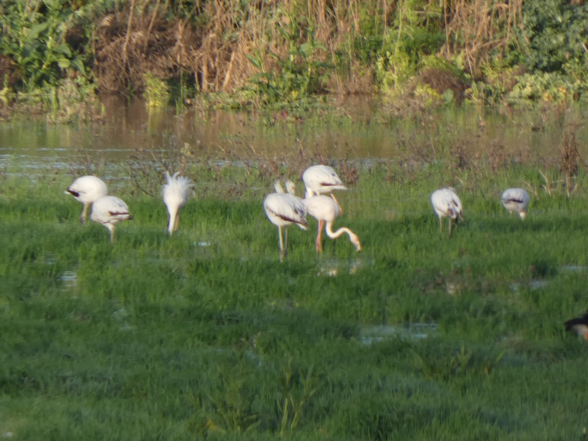 Greater Flamingo - ML617088539