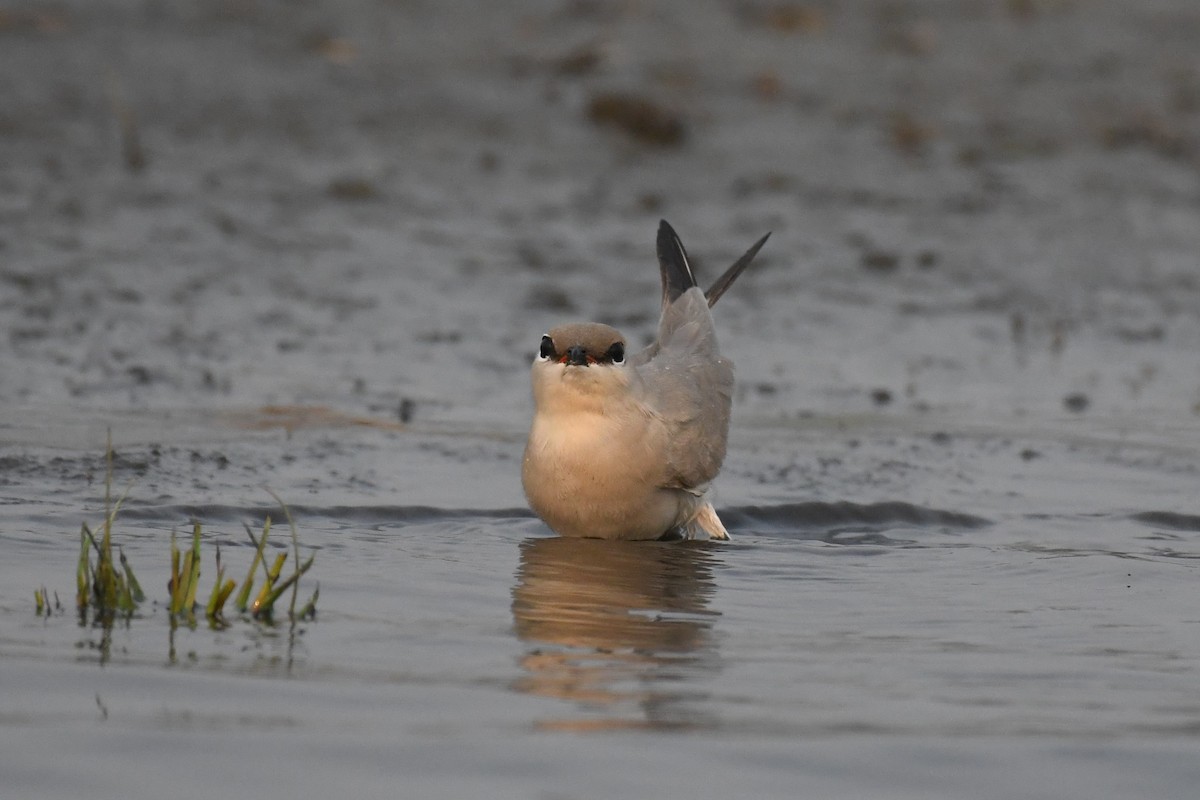 Small Pratincole - ML617088579