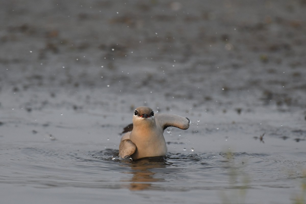 Small Pratincole - ML617088604