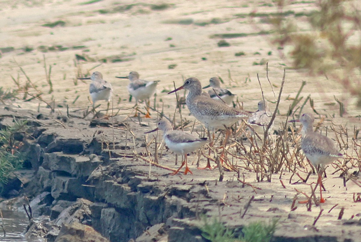 Terek Sandpiper - ML617088637