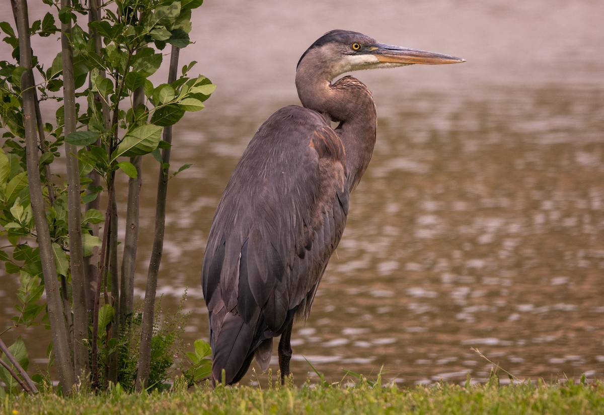 Great Blue Heron - wendy wright