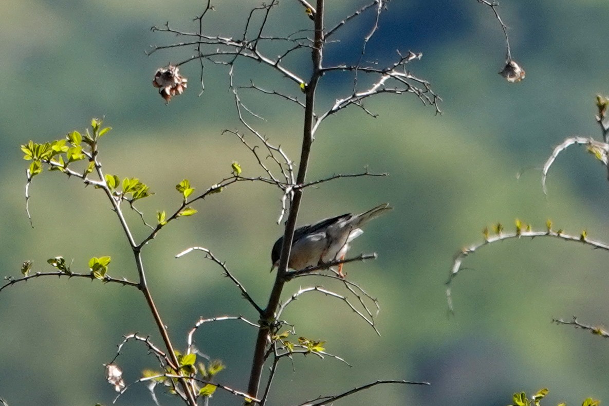 Rüppell's Warbler - ML617088693