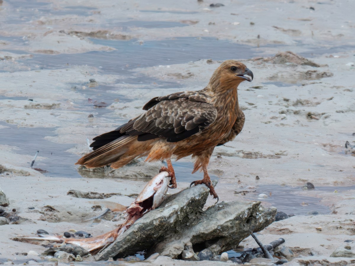 Whistling Kite - ML617088713