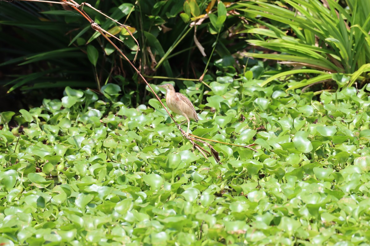 Yellow Bittern - ML617088803