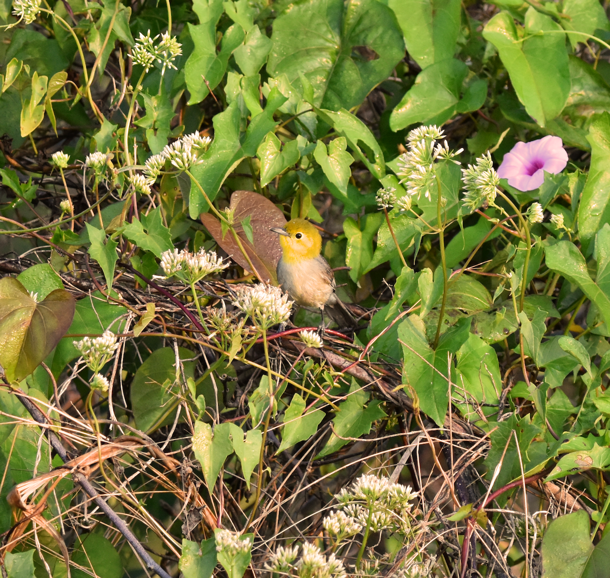 Yellow-headed Warbler - Bob  Book