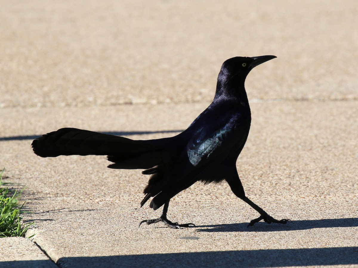 Great-tailed Grackle - ML617088824
