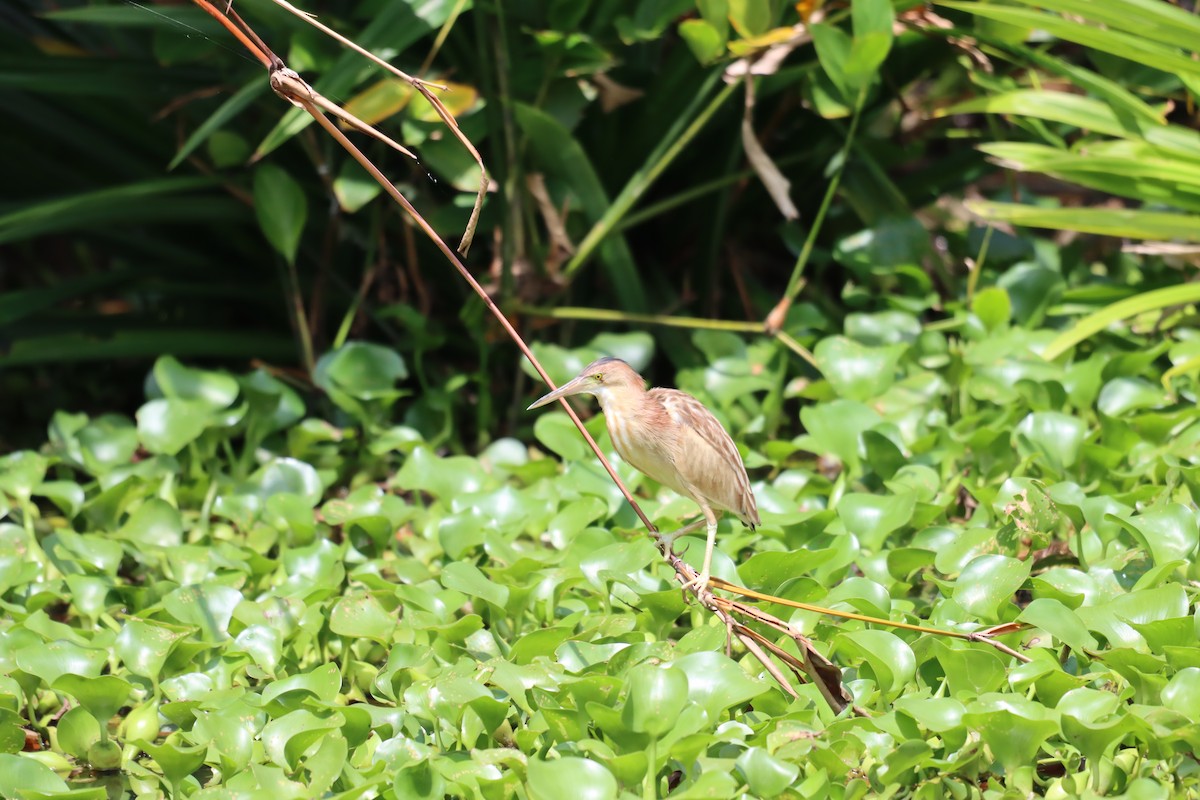 Yellow Bittern - Jan Ripmeester