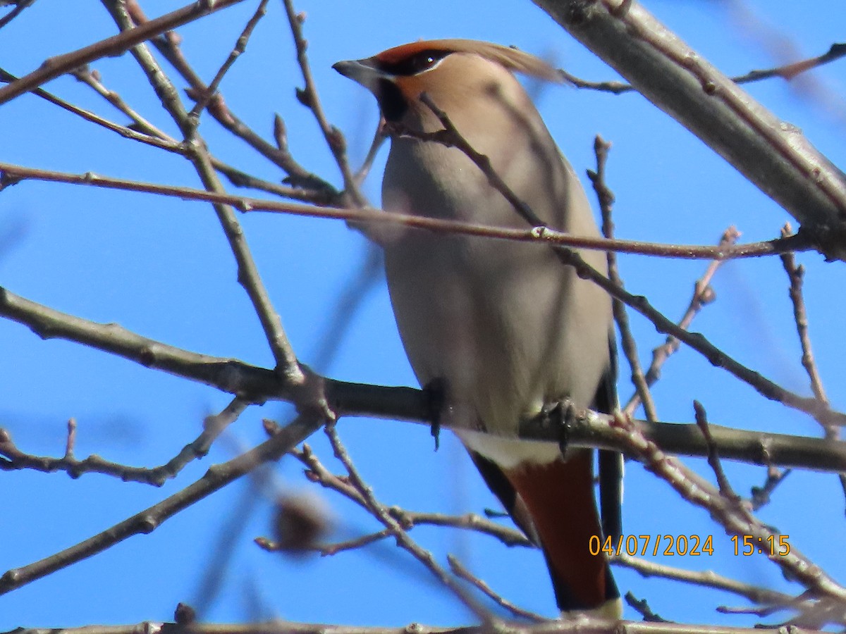 Bohemian Waxwing - Barry Southard