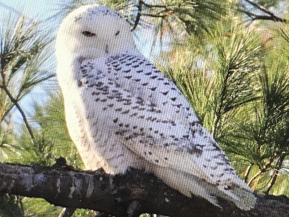Snowy Owl - ML617088852