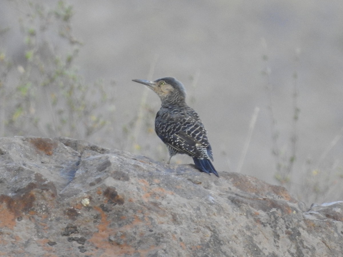 Chilean Flicker - ML617088902