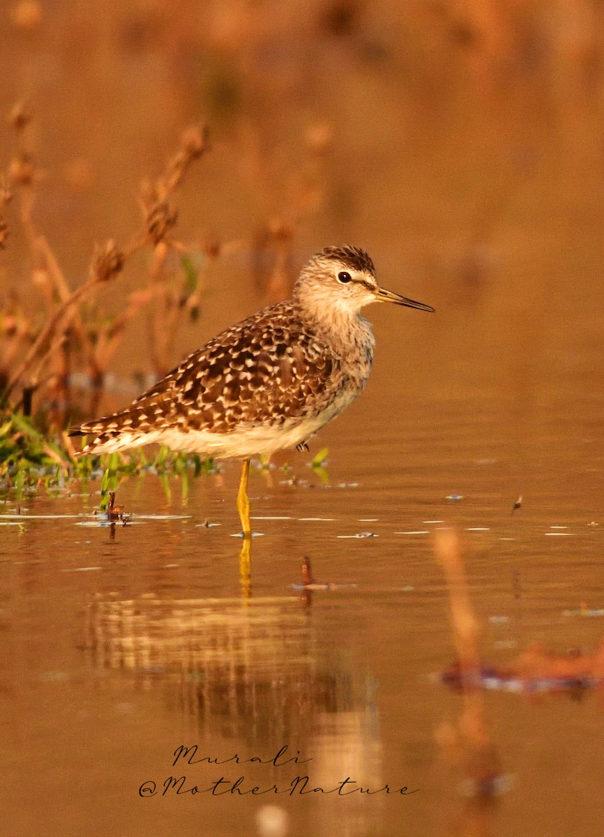 Bruchwasserläufer - ML617089001
