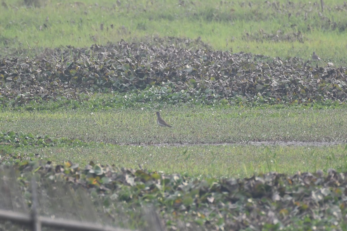 Gray-headed Lapwing - ML617089007