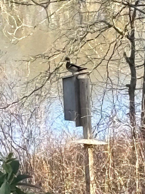 Wood Duck - ML617089017