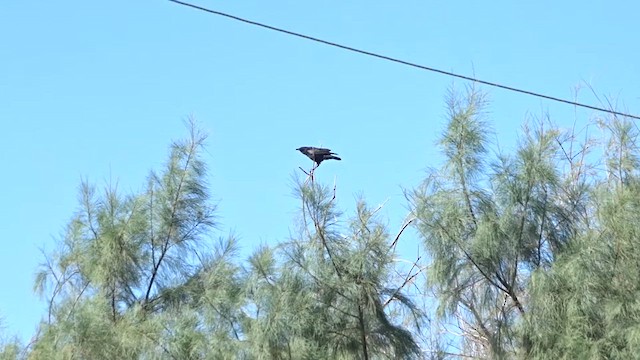 American Crow - ML617089077