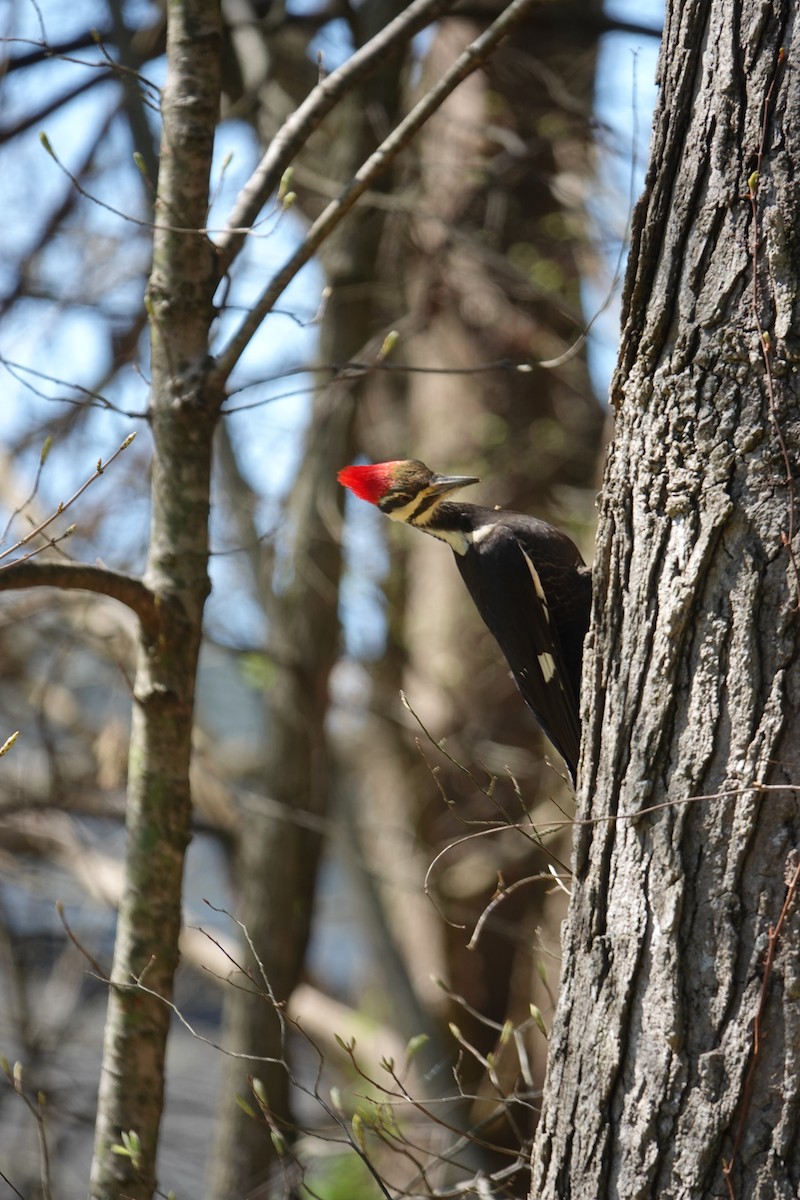Pileated Woodpecker - ML617089116