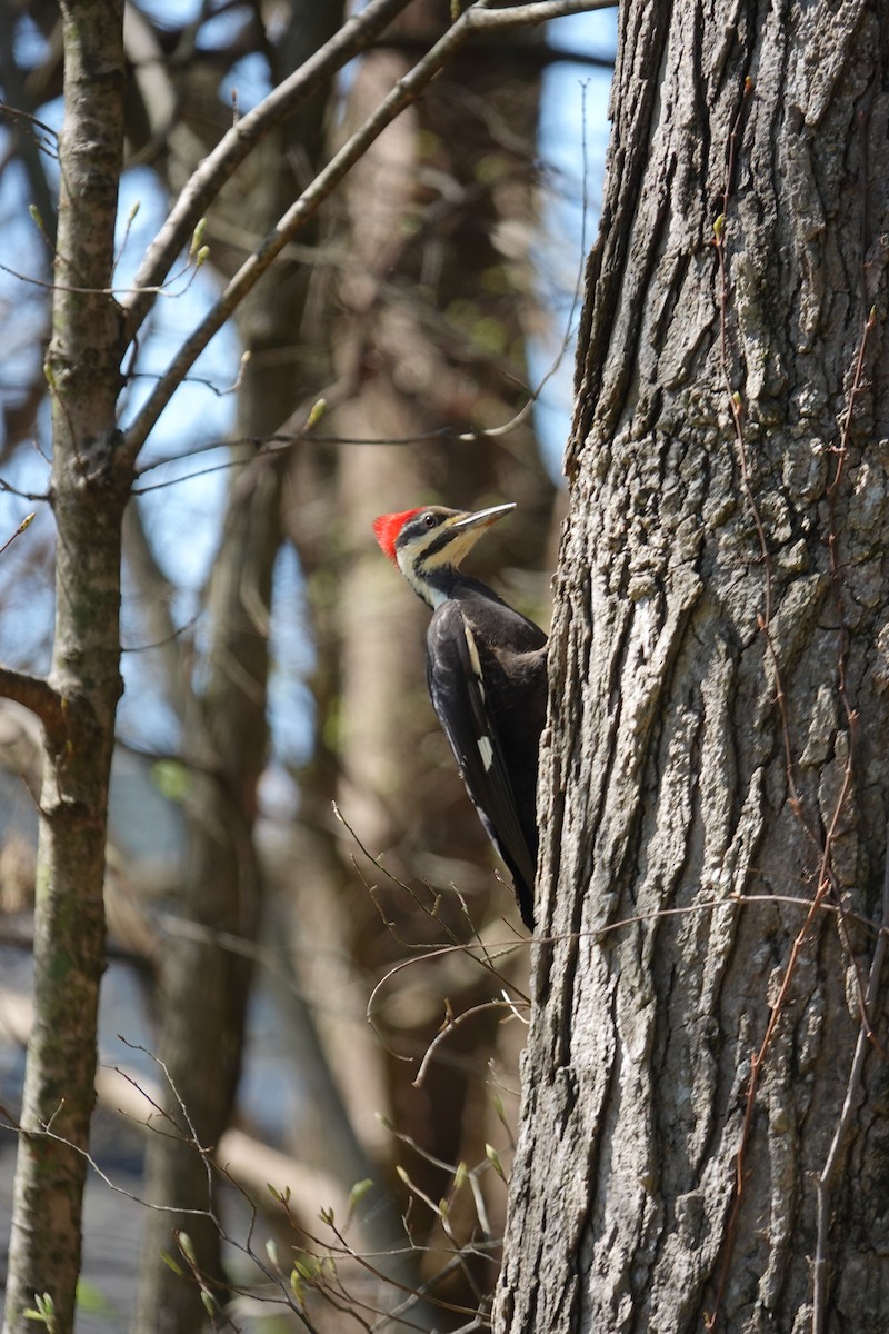 Pileated Woodpecker - ML617089117