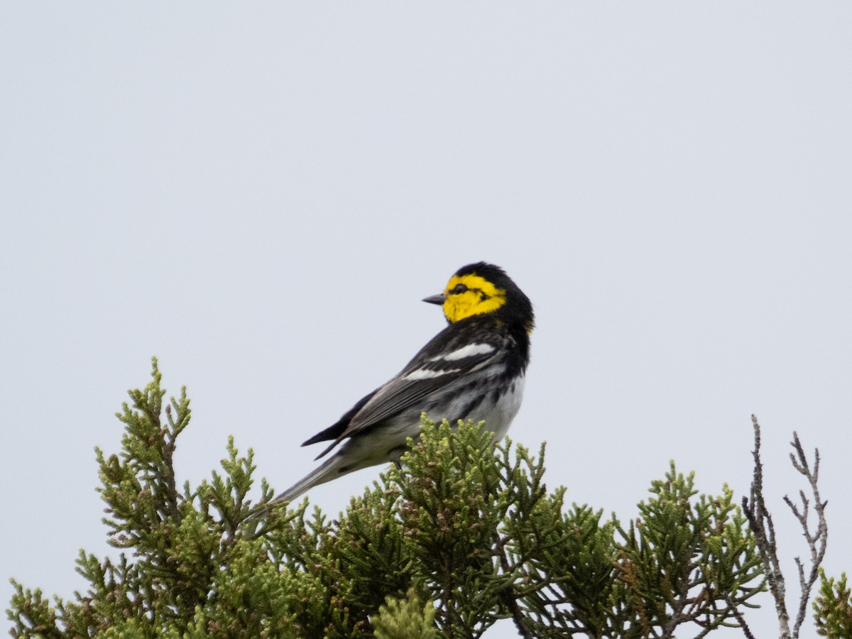 Golden-cheeked Warbler - Stephen Tarnowski