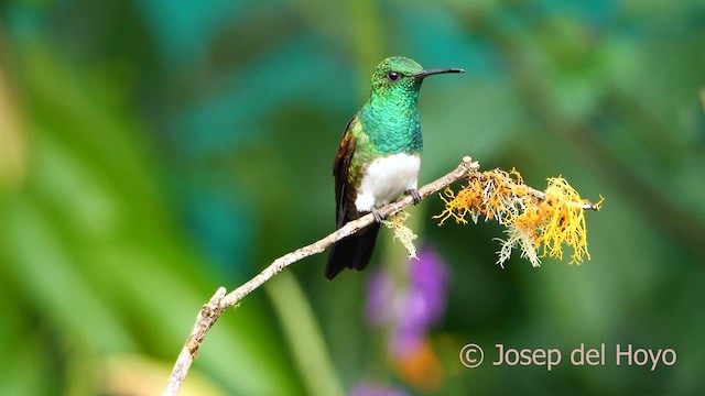 Snowy-bellied Hummingbird - ML617089157