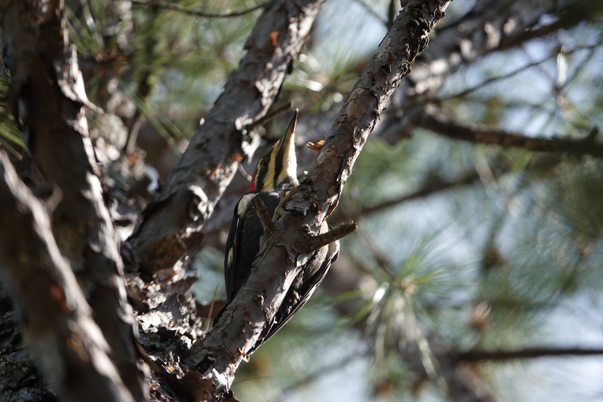 Pileated Woodpecker - ML617089160