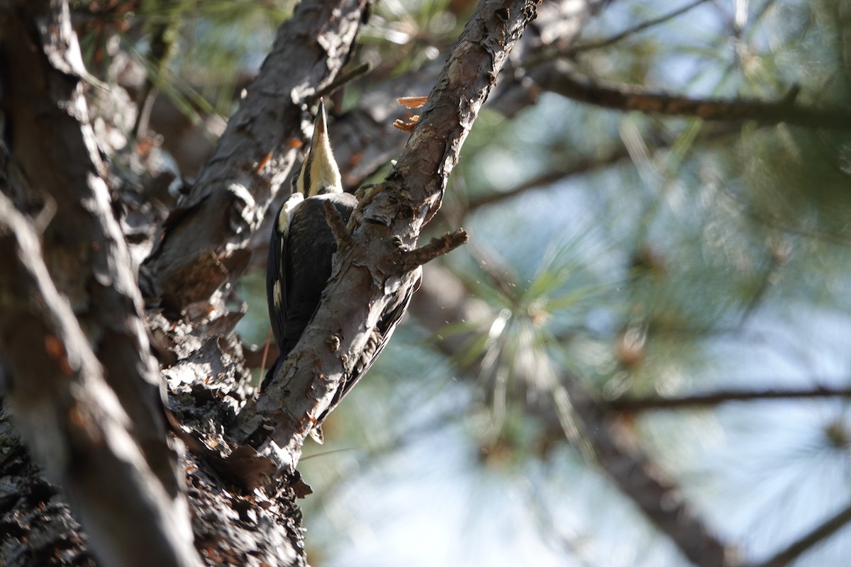 Pileated Woodpecker - ML617089161