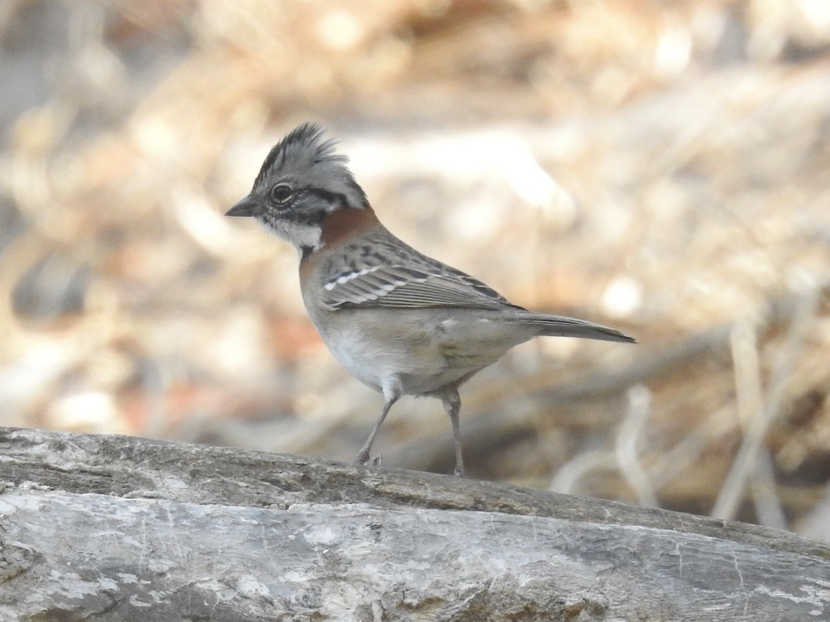 Rufous-collared Sparrow - David Cristóbal Huertas