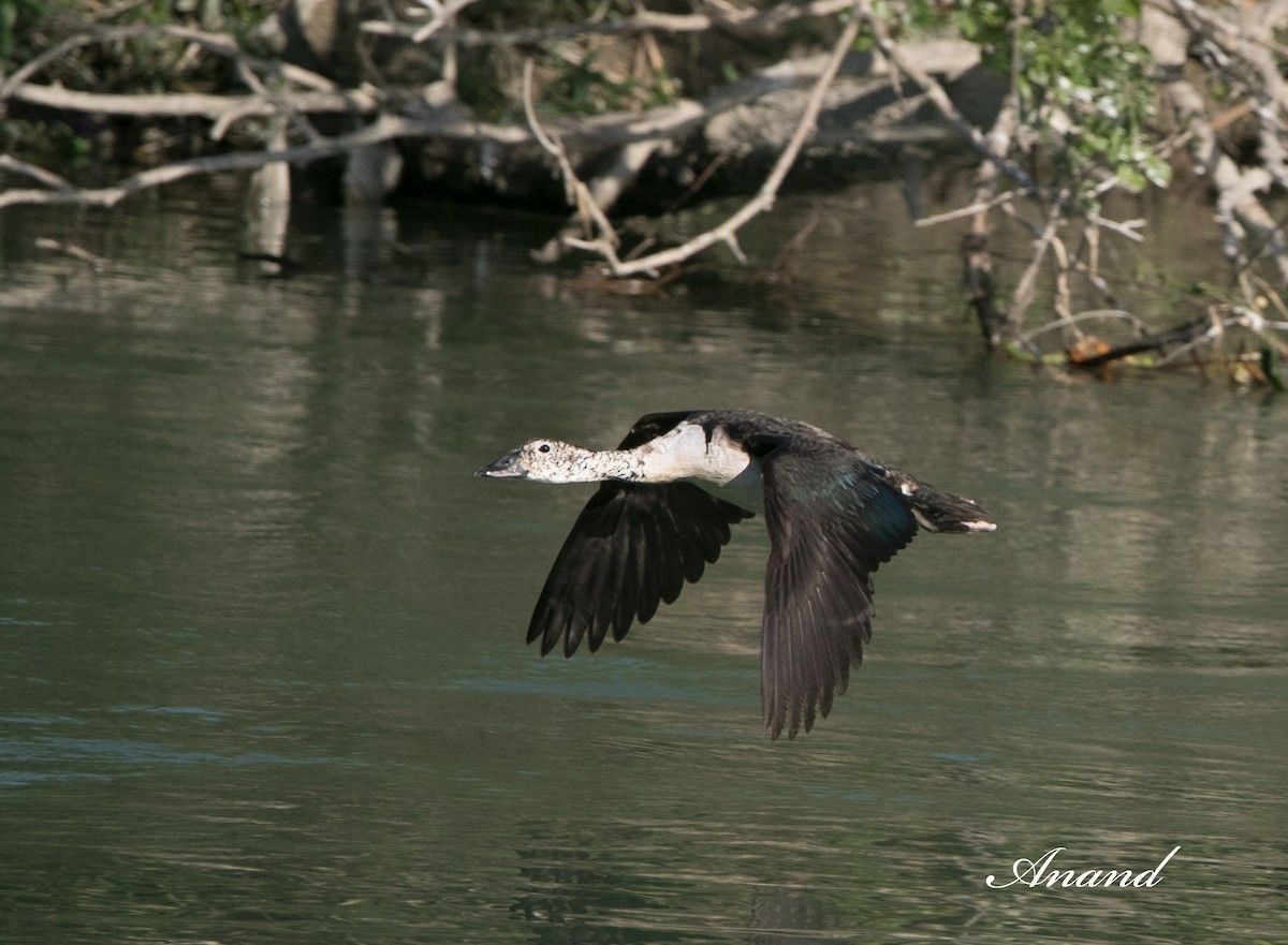 Knob-billed Duck - Anand Singh