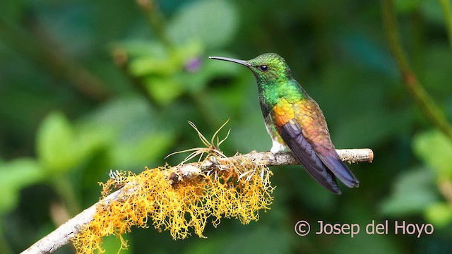 Snowy-bellied Hummingbird - ML617089220