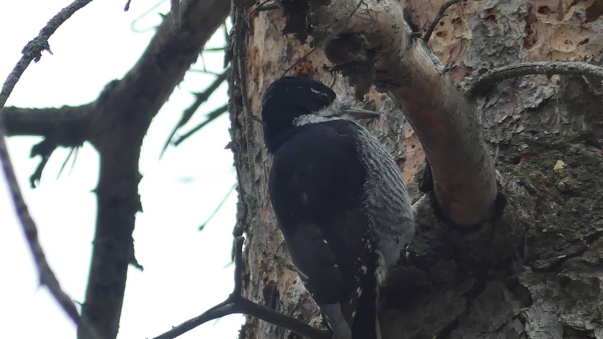 Black-backed Woodpecker - ML617089235