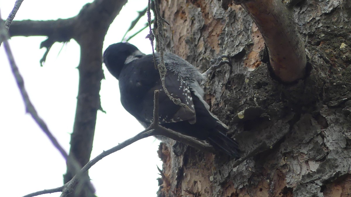 Black-backed Woodpecker - ML617089236