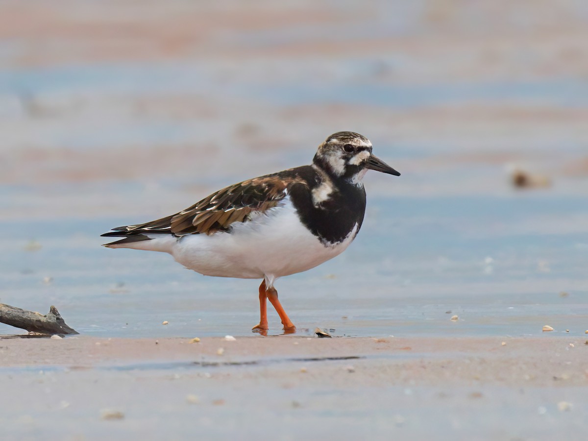 Ruddy Turnstone - ML617089252