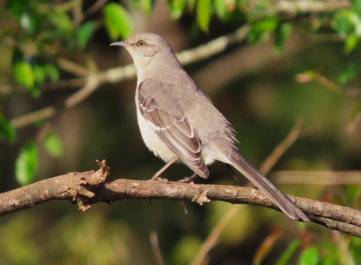 Northern Mockingbird - ML617089262