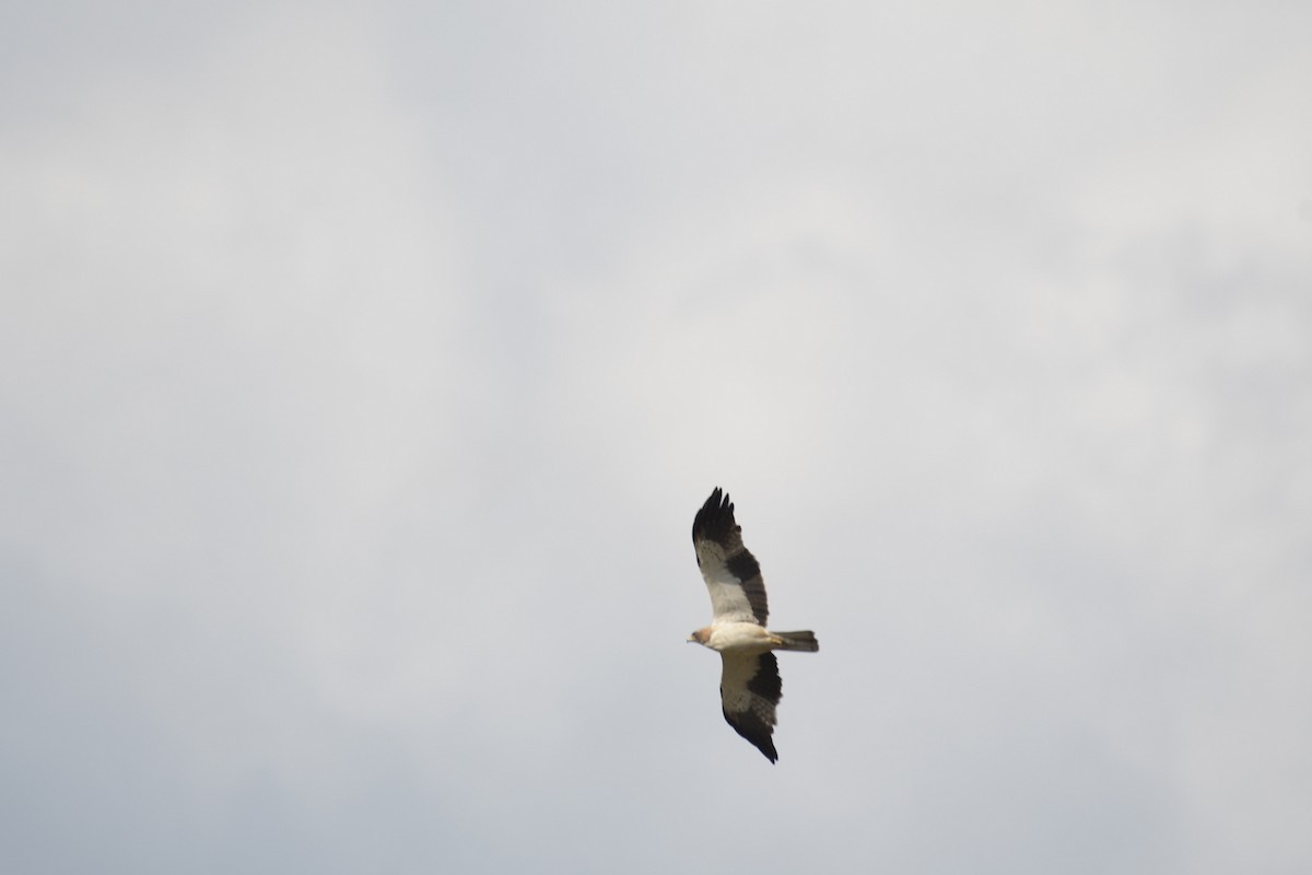 Booted Eagle - ML617089292