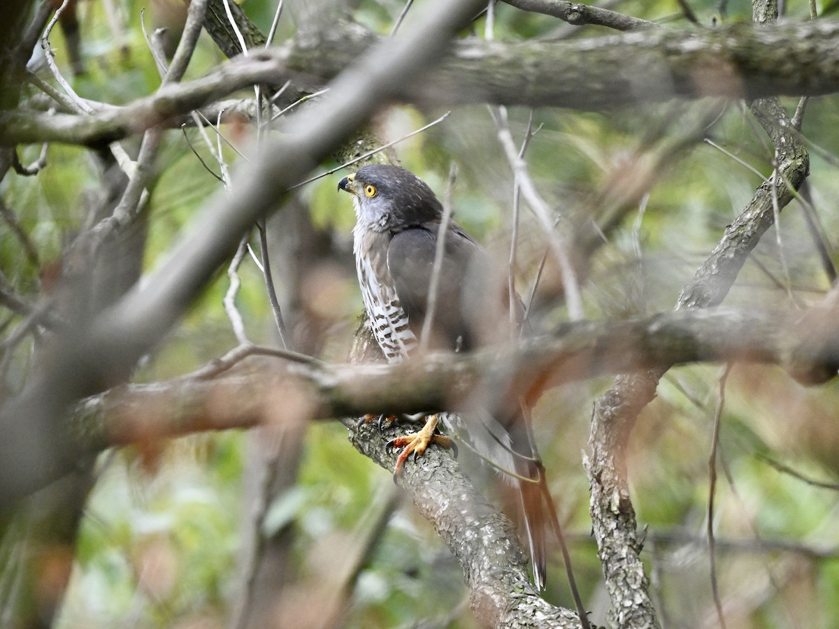 Crested Goshawk - Jack X